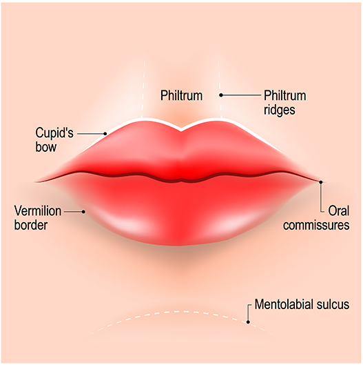 Lip anatomy